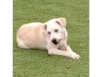 Adopt Maxie a Labrador Retriever