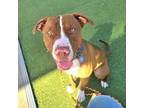 Adopt Wigley a Pit Bull Terrier