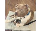 Adopt Hansel a Pit Bull Terrier