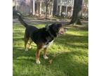 Adopt Kiko a Mixed Breed, Australian Shepherd