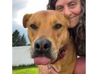 Adopt Chili a Chow Chow, Mountain Cur