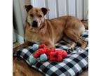 Adopt Chili a Mountain Cur, Mixed Breed