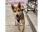 Adopt Cash a German Shepherd Dog