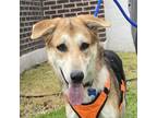 Adopt Carter a German Shepherd Dog