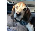 Adopt Hope a Beagle