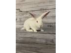 Adopt Frosty a Bunny Rabbit