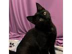 Adopt Remington a Domestic Short Hair