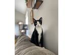 Adopt Pierre a Domestic Short Hair