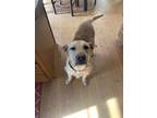 Adopt Marco a Labrador Retriever, Airedale Terrier