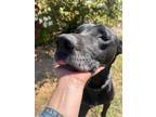 Adopt Ares a Great Dane, Cane Corso