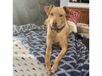 Adopt Theodore a Labrador Retriever, Whippet