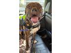 Adopt Spencer a American Staffordshire Terrier