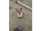 Adopt Todd a Australian Cattle Dog / Blue Heeler