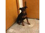 Miniature Pinscher Puppy for sale in Liberty, TN, USA