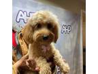 Cavapoo Puppy for sale in Carthage, TN, USA