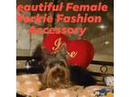 Yorkshire Terrier Puppy for sale in Blaine, WA, USA