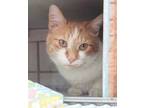 Adopt PRECIOUS a Orange or Red Tabby Domestic Shorthair / Mixed (short coat) cat