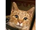 Adopt Goldie a Orange or Red Tabby Domestic Shorthair (short coat) cat in