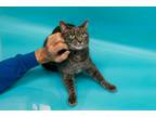 Adopt Peeka a Gray or Blue (Mostly) Domestic Shorthair (short coat) cat in