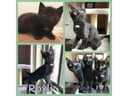 Adopt Roxli a Black (Mostly) Domestic Shorthair (short coat) cat in Arlington/Ft