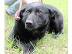 Adopt Jett a Black Australian Shepherd / Australian Cattle Dog / Mixed dog in