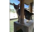 Adopt Lemon a Spotted Tabby/Leopard Spotted Domestic Shorthair / Mixed cat in