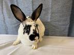 Adopt Lola a English Spot rabbit in Voorhees, NJ (32589295)