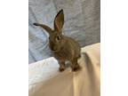 Adopt Eggo a Flemish Giant rabbit in Voorhees, NJ (32589296)