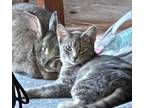 Adopt Shya a Spotted Tabby/Leopard Spotted Domestic Shorthair / Mixed cat in