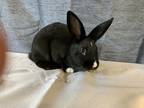 Adopt Mittens a English Spot rabbit in Voorhees, NJ (32589298)