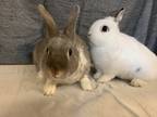 Adopt Misty and Poozle a Netherland Dwarf rabbit in Voorhees, NJ (32589300)