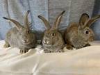 Adopt Maple, Jemima, Belgium a Flemish Giant rabbit in Voorhees, NJ (32589301)
