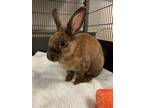 Adopt Reeses a Lionhead / Mixed rabbit in Voorhees, NJ (32589302)