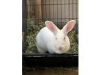 Adopt Clementine and Winnie a New Zealand rabbit in Voorhees, NJ (32589304)