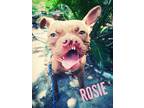 Adopt Rosie a Red/Golden/Orange/Chestnut - with White Boston Terrier / Terrier