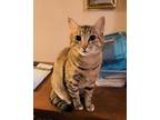 Adopt Rose a Tan or Fawn Tabby American Shorthair (short coat) cat in Riverside