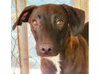 Adopt LEE a Black - with Brown, Red, Golden, Orange or Chestnut Labrador