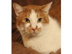 Adopt Bruno a Orange or Red (Mostly) Domestic Shorthair (short coat) cat in