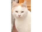 Adopt Fifi a White (Mostly) Domestic Shorthair (short coat) cat in Savannah