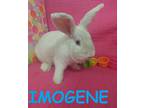 Adopt Imogene a White Other/Unknown / Mixed (short coat) rabbit in lake