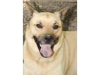 Adopt Tate a Tan/Yellow/Fawn German Shepherd Dog / Mixed dog in Savannah