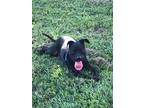 Adopt SAMSON a Black American Pit Bull Terrier / Mixed dog in Beaumont