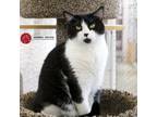 Adopt Piccolo a Black & White or Tuxedo Domestic Shorthair (short coat) cat in