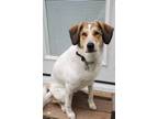 Adopt Daisy a White - with Brown or Chocolate Great Pyrenees / Coonhound / Mixed