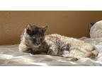 Adopt Kitty a Tortoiseshell Domestic Mediumhair (medium coat) cat in San Dimas