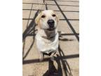 Adopt Buddy a White - with Tan, Yellow or Fawn Great Pyrenees / Mixed dog in