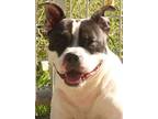 Adopt Champ a Black - with White Pit Bull Terrier / Mixed dog in Savannah