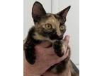 Adopt SPOOKY a Tortoiseshell Calico (short coat) cat in Lake Waynoka