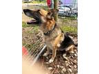 Adopt Sasha a Tan/Yellow/Fawn - with Black German Shepherd Dog / Mixed dog in