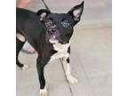 Adopt Winky a Black - with White Pit Bull Terrier / Mixed dog in Detroit